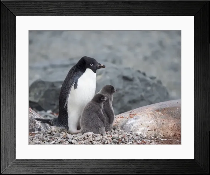 Framed Print : Adelie penguin (Pygoscelis adeliae), parent with chicks on Tay Head, Joinville Island, Antarctica, Polar Regions Framed Print : Adelie penguin (Pygoscelis adeliae), parent with chicks on Tay Head, Joinville Island, Antarctica, Polar Regions