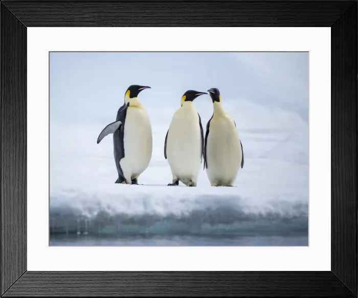Framed Print : A group of emperor penguins (Aptenodytes forsteri), on the ice near Snow Hill Island, Weddell Sea, Antarctica, Polar Regions Framed Print : A group of emperor penguins (Aptenodytes forsteri), on the ice near Snow Hill Island, Weddell Sea, Antarctica, Polar Regions