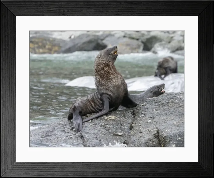 Framed Print : A bull Antarctic fur seal (Arctocephalus gazella), on the rocks at Coronation Island, South Orkneys, Antarctica, Polar Regions Framed Print : A bull Antarctic fur seal (Arctocephalus gazella), on the rocks at Coronation Island, South Orkneys, Antarctica, Polar Regions
