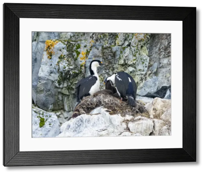 Framed Print : Antarctic shags (Leucocarbo bransfieldensis), feeding chick on Brabant Island, Antarctica, Polar Regions Framed Print : Antarctic shags (Leucocarbo bransfieldensis), feeding chick on Brabant Island, Antarctica, Polar Regions