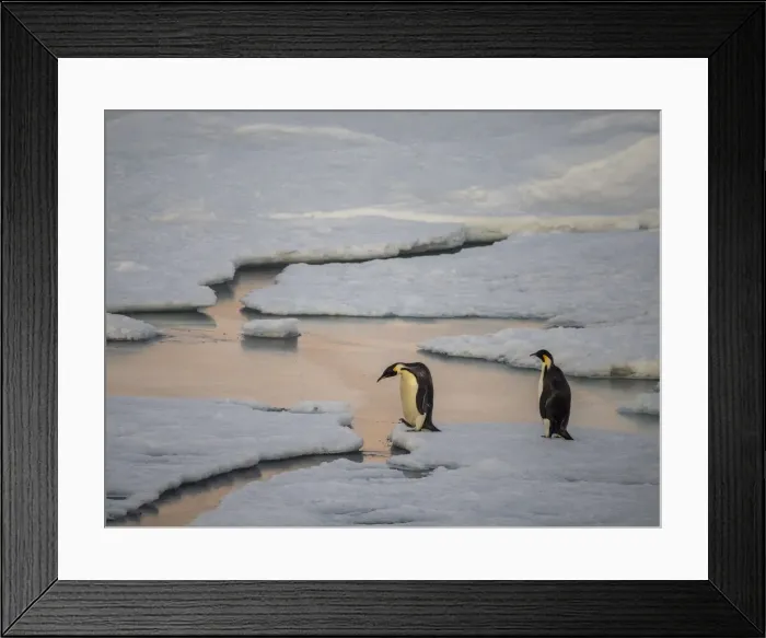 Framed Print : A pair of emperor penguins (Aptenodytes forsteri), crossing the ice near Snow Hill Island, Weddell Sea, Antarctica, Polar Regions Framed Print : A pair of emperor penguins (Aptenodytes forsteri), crossing the ice near Snow Hill Island, Weddell Sea, Antarctica, Polar Regions