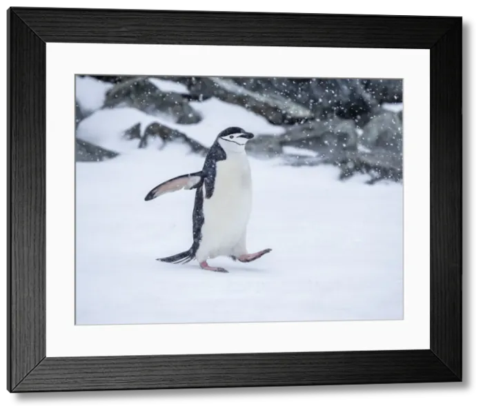 Framed Print : Adult chinstrap penguin (Pygoscelis antarcticus) walking in the snow on Half Moon Island, South Shetlands, Antarctica, Polar Regions Framed Print : Adult chinstrap penguin (Pygoscelis antarcticus) walking in the snow on Half Moon Island, South Shetlands, Antarctica, Polar Regions