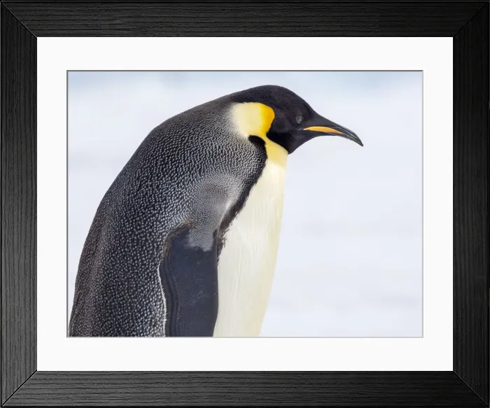 Framed Print : An adult emperor penguin (Aptenodytes forsteri), on the ice near Snow Hill Island, Weddell Sea, Antarctica, Polar Regions Framed Print : An adult emperor penguin (Aptenodytes forsteri), on the ice near Snow Hill Island, Weddell Sea, Antarctica, Polar Regions