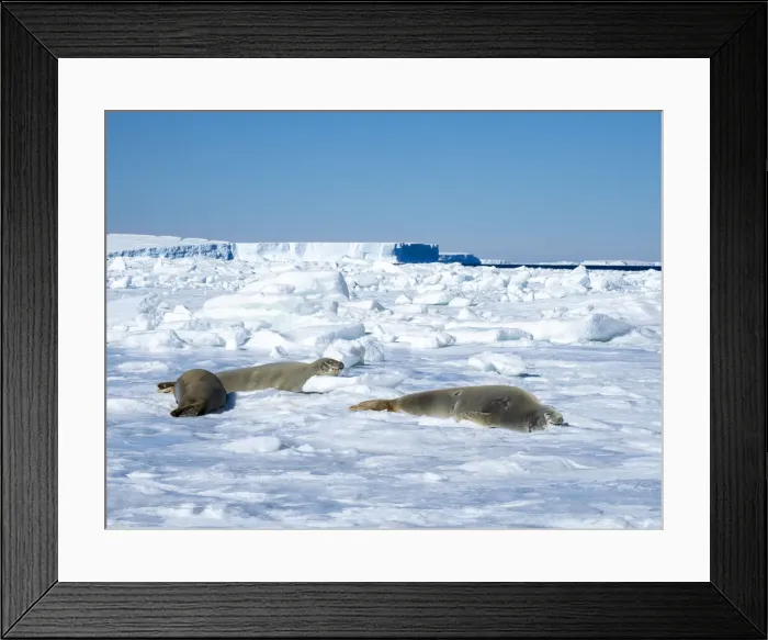 Framed Print : Adult crabeater seals (Lobodon carcinophaga), on ice near Snow Hill Island, Weddell Sea, Antarctica, Polar Regions Framed Print : Adult crabeater seals (Lobodon carcinophaga), on ice near Snow Hill Island, Weddell Sea, Antarctica, Polar Regions