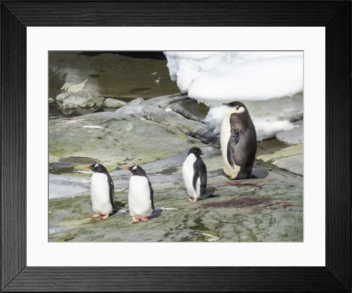 Framed Print : A young emperor penguin (Aptenodytes forsteri), near Adelie and gentoo penguins on Pleneau Island, Antarctica, Polar Regions Framed Print : A young emperor penguin (Aptenodytes forsteri), near Adelie and gentoo penguins on Pleneau Island, Antarctica, Polar Regions