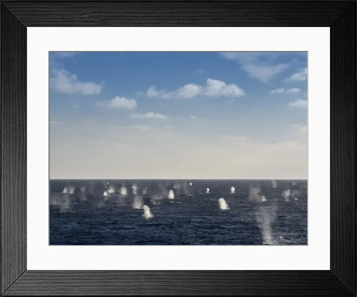 Framed Print : Adult fin whales (Balaenoptera physalus), feeding on krill near Coronation Island, South Orkney Islands, Antarctica, Polar Regions Framed Print : Adult fin whales (Balaenoptera physalus), feeding on krill near Coronation Island, South Orkney Islands, Antarctica, Polar Regions