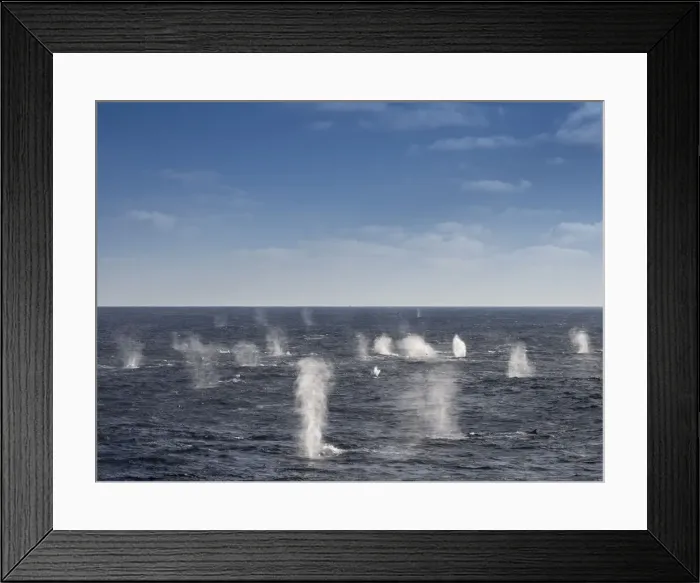 Framed Print : Adult fin whales (Balaenoptera physalus), feeding on krill near Coronation Island, South Orkney Islands, Antarctica, Polar Regions Framed Print : Adult fin whales (Balaenoptera physalus), feeding on krill near Coronation Island, South Orkney Islands, Antarctica, Polar Regions