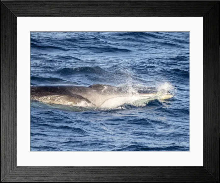 Framed Print : Adult fin whale (Balaenoptera physalus), feeding on krill near Coronation Island, South Orkney Islands, Antarctica, Polar Regions Framed Print : Adult fin whale (Balaenoptera physalus), feeding on krill near Coronation Island, South Orkney Islands, Antarctica, Polar Regions