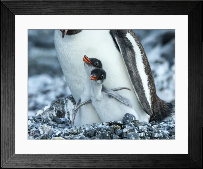 Framed Print : An adult gentoo penguin (Pygoscelis papua), with chicks at Brown Bluff, Antarctic Sound, Antarctica, Polar Regions