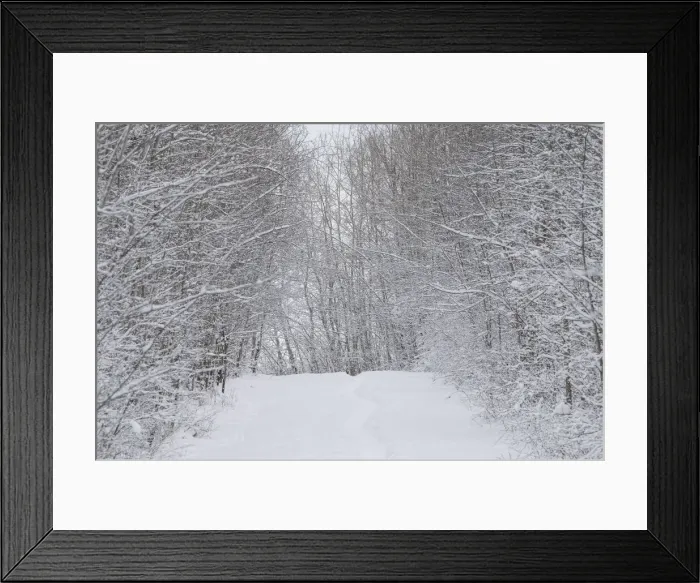 Framed Print : Snow and hoar frost in a winter forest, Boreal Forest, Elk Island National Park, Alberta, Canada, North America Framed Print : Snow and hoar frost in a winter forest, Boreal Forest, Elk Island National Park, Alberta, Canada, North America