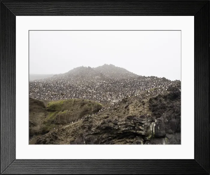 Framed Print : Over a million chinstrap penguins (Pygoscelis antarcticus), on Zavodovski Island, South Sandwich Islands, South Atlantic, Polar Regions Framed Print : Over a million chinstrap penguins (Pygoscelis antarcticus), on Zavodovski Island, South Sandwich Islands, South Atlantic, Polar Regions