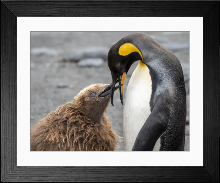 Framed Print : King penguin (Aptenodytes patagonicus), adult feeding a chick at breeding colony in Gold Harbour, South Georgia, South Atlantic, Polar Regions Framed Print : King penguin (Aptenodytes patagonicus), adult feeding a chick at breeding colony in Gold Harbour, South Georgia, South Atlantic, Polar Regions