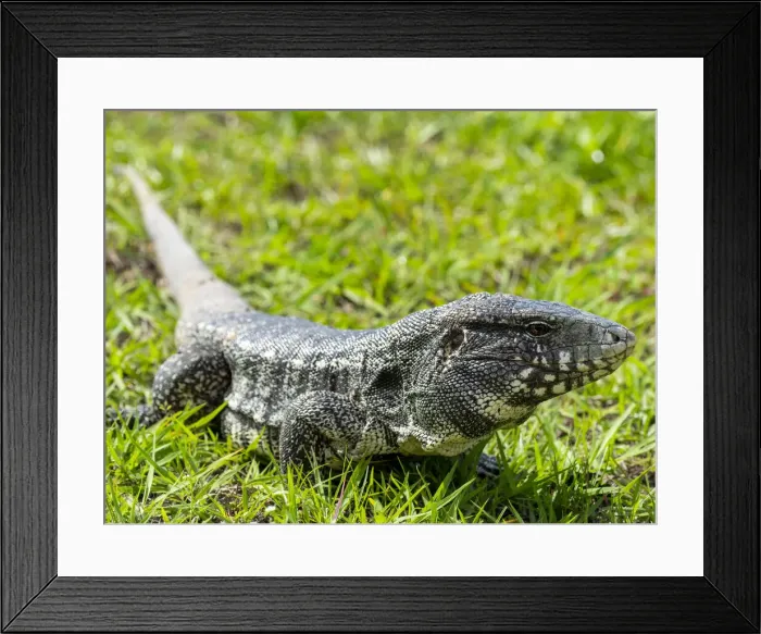 Framed Print : Argentine black and white tegu (Salvator merianae), Pousada Piuval, Mato Grosso, Pantanal, Brazil, South America Framed Print : Argentine black and white tegu (Salvator merianae), Pousada Piuval, Mato Grosso, Pantanal, Brazil, South America
