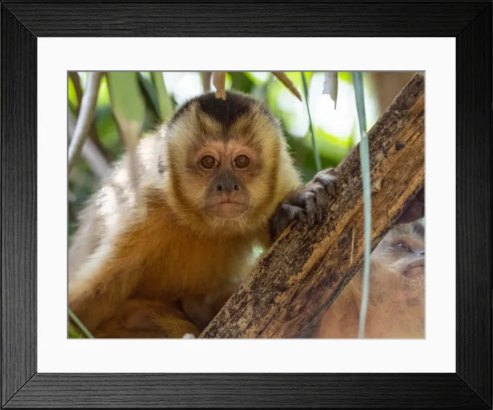 Framed Print : Azarass capuchin (Sapajus cay), resting in a tree, Pousada Piuval, Mato Grosso, Pantanal, Brazil, South America Framed Print : Azarass capuchin (Sapajus cay), resting in a tree, Pousada Piuval, Mato Grosso, Pantanal, Brazil, South America
