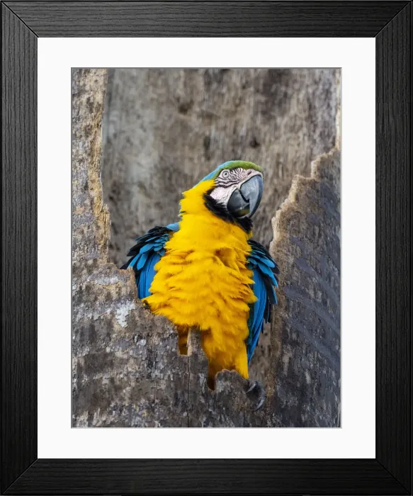 Framed Print : An adult blue-and-gold macaw (Ara ararauna), Pousada Piuval, Mato Grosso, Pantanal, Brazil, South America Framed Print : An adult blue-and-gold macaw (Ara ararauna), Pousada Piuval, Mato Grosso, Pantanal, Brazil, South America