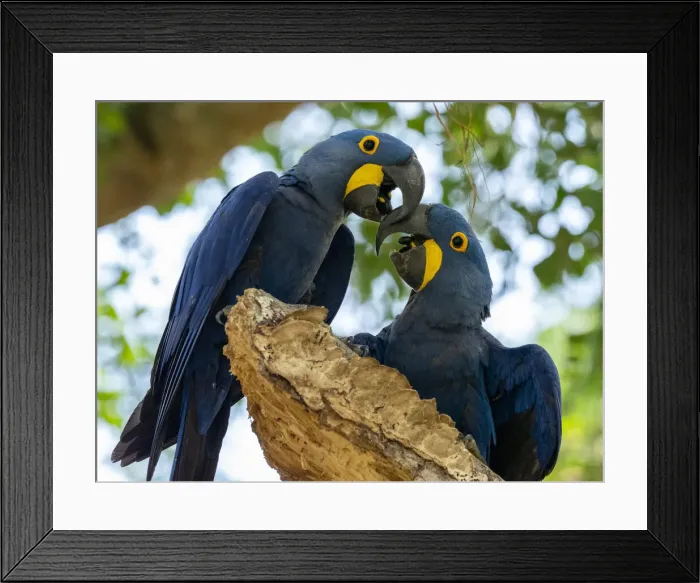 Framed Print : Adult hyacinth macaws (Anodorhynchus hyacinthinus), in a tree on the Rio Pixaim, Mata Grosso, Pantanal, Brazil, South America Framed Print : Adult hyacinth macaws (Anodorhynchus hyacinthinus), in a tree on the Rio Pixaim, Mata Grosso, Pantanal, Brazil, South America