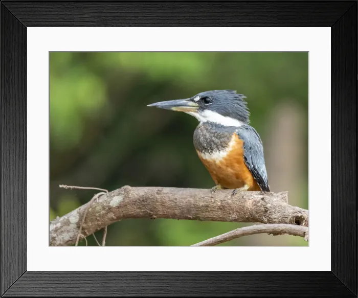Framed Print : Adult female ringed kingfisher (Megaceryle torquata), Rio Tres Irmao, Mata Grosso, Pantanal, Brazil, South America Framed Print : Adult female ringed kingfisher (Megaceryle torquata), Rio Tres Irmao, Mata Grosso, Pantanal, Brazil, South America