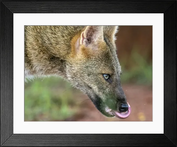 Framed Print : Adult crab-eating fox (Cerdocyon thous), head detail at Pousada Piuval, Mato Grosso, Pantanal, Brazil, South America Framed Print : Adult crab-eating fox (Cerdocyon thous), head detail at Pousada Piuval, Mato Grosso, Pantanal, Brazil, South America