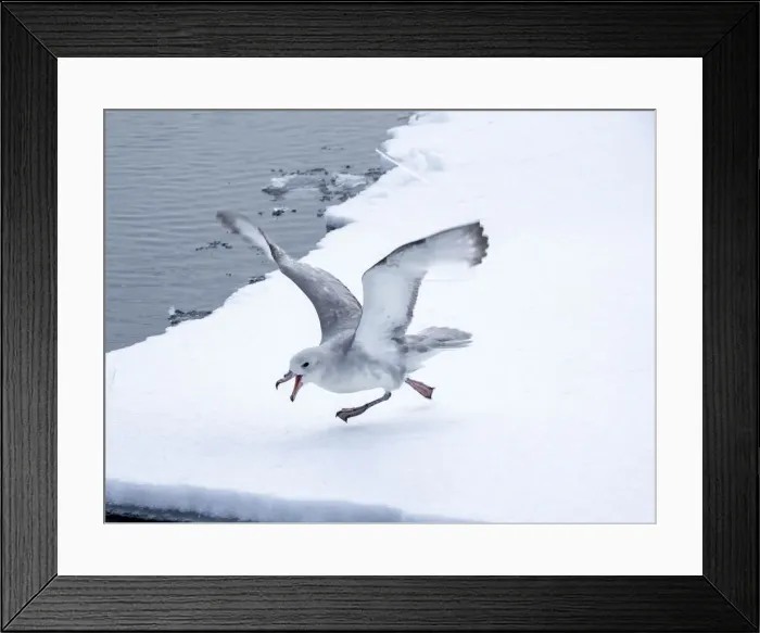 Framed Print : Adult southern fulmar (Fulmarus glacialoides), on ice at Peter I Island in the Bellingshausen Sea, Antarctica, Polar Regions Framed Print : Adult southern fulmar (Fulmarus glacialoides), on ice at Peter I Island in the Bellingshausen Sea, Antarctica, Polar Regions