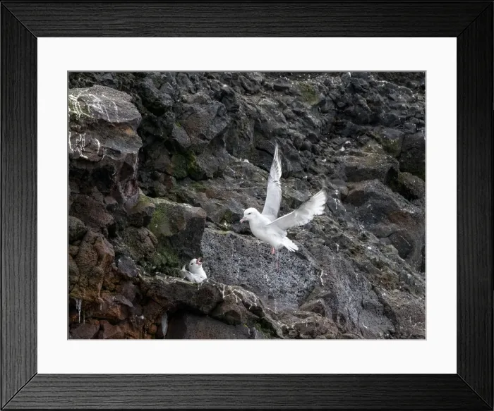 Framed Print : A pair of adult southern fulmars (Fulmarus glacialoides), on nest at Peter I Island in the Bellingshausen Sea, Antarctica, Polar Regions Framed Print : A pair of adult southern fulmars (Fulmarus glacialoides), on nest at Peter I Island in the Bellingshausen Sea, Antarctica, Polar Regions