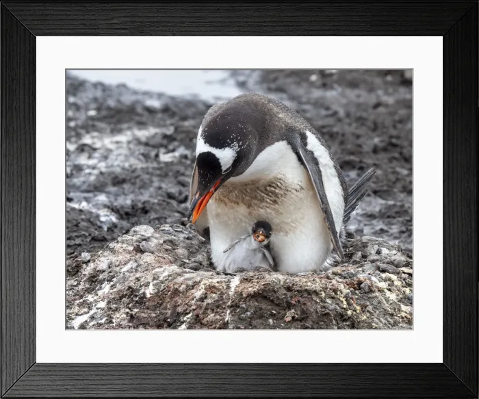 Framed Print : A gentoo penguin (Pygoscelis papua) chick with its parent on Barrientos Island, Aitcho Island Group, Antarctica, Polar Regions Framed Print : A gentoo penguin (Pygoscelis papua) chick with its parent on Barrientos Island, Aitcho Island Group, Antarctica, Polar Regions