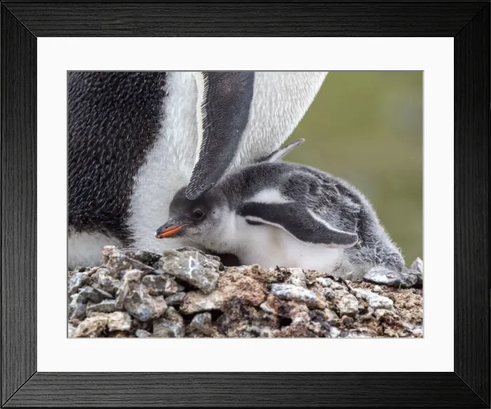Framed Print : A gentoo penguin (Pygoscelis papua), chick with its parent on Barrientos Island, Aitcho Island Group, Antarctica, Polar Regions Framed Print : A gentoo penguin (Pygoscelis papua), chick with its parent on Barrientos Island, Aitcho Island Group, Antarctica, Polar Regions
