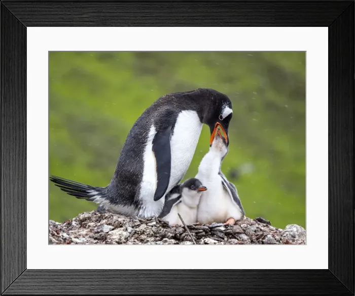 Framed Print : A gentoo penguin (Pygoscelis papua), parent feeding a chick on Barrientos Island, Aitcho Island Group, Antarctica, Polar Regions Framed Print : A gentoo penguin (Pygoscelis papua), parent feeding a chick on Barrientos Island, Aitcho Island Group, Antarctica, Polar Regions