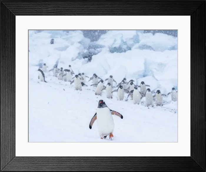 Framed Print : Gentoo penguin (Pygoscelis papua), at breeding colony during a snowstorm, Brown Bluff, Antarctic Sound, Antarctica, Polar Regions Framed Print : Gentoo penguin (Pygoscelis papua), at breeding colony during a snowstorm, Brown Bluff, Antarctic Sound, Antarctica, Polar Regions
