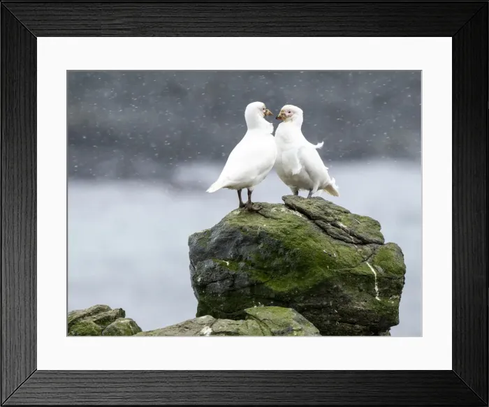 Framed Print : Adult snowy sheathbill (Chionis albus), courtship display on Barrientos Island, Aitcho Island Group, Antarctica, Polar Regions Framed Print : Adult snowy sheathbill (Chionis albus), courtship display on Barrientos Island, Aitcho Island Group, Antarctica, Polar Regions