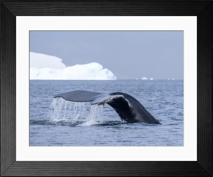 Framed Print : An adult humpback whale (Megaptera novaeangliae), flukes up dive amongst ice at Brabant Island, Antarctica, Polar Regions Framed Print : An adult humpback whale (Megaptera novaeangliae), flukes up dive amongst ice at Brabant Island, Antarctica, Polar Regions