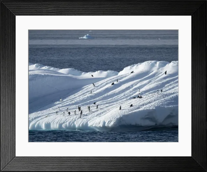 Framed Print : Penguins hauled out on an iceberg near Brown Bluff, Weddell Sea, Antarctica, Polar Regions Framed Print : Penguins hauled out on an iceberg near Brown Bluff, Weddell Sea, Antarctica, Polar Regions