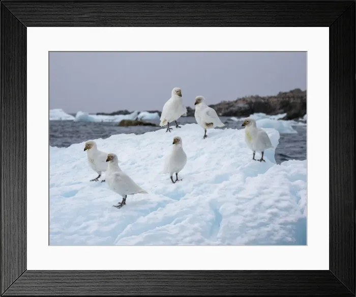 Framed Print : Adult snowy sheathbills (Chionis albus), on ice near Joinville Island, Antarctica, Polar Regions Framed Print : Adult snowy sheathbills (Chionis albus), on ice near Joinville Island, Antarctica, Polar Regions