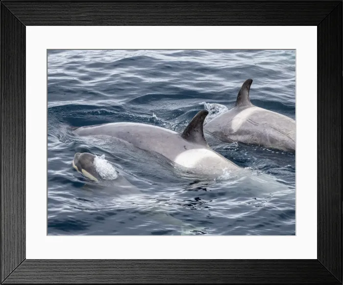 Framed Print : Curious type B2 killer whales (Orcinus orca), mother and calf inspecting the ship in the Errera Channel, Antarctica, Polar Regions Framed Print : Curious type B2 killer whales (Orcinus orca), mother and calf inspecting the ship in the Errera Channel, Antarctica, Polar Regions