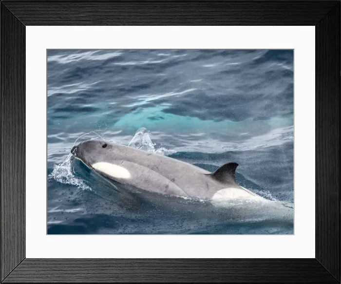 Framed Print : Curious type B2 killer whale (Orcinus orca), inspecting the ship in the Errera Channel, Antarctica, Polar Regions