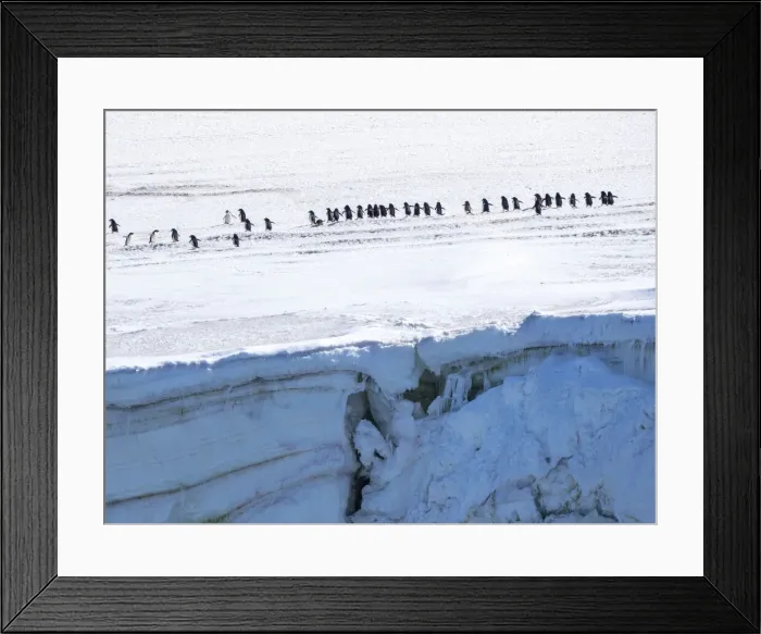 Framed Print : Adult Adelie penguins (Pygoscelis adeliae), walking along a glacier, Thule Island, South Sandwich Islands, South Atlantic, Polar Regions Framed Print : Adult Adelie penguins (Pygoscelis adeliae), walking along a glacier, Thule Island, South Sandwich Islands, South Atlantic, Polar Regions