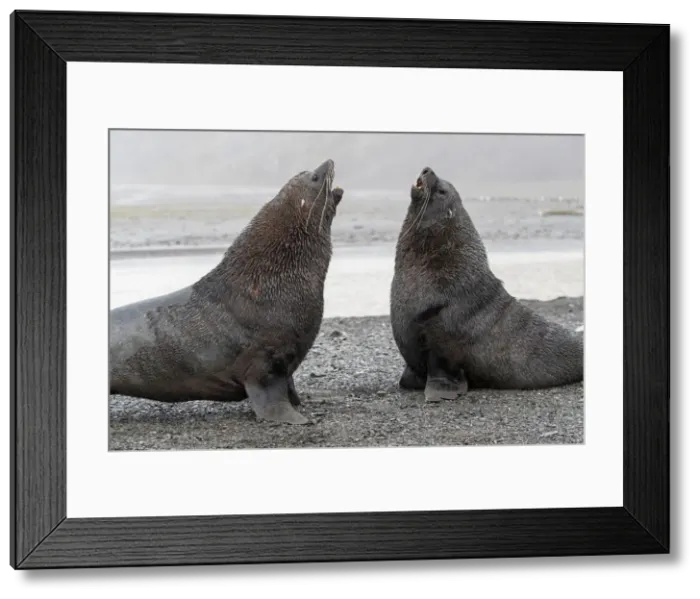 Framed Print : A pair of adult bull Antarctic fur seals (Arctocephalus gazella), fighting in Right Whale Bay, South Georgia, South Atlantic, Polar Regions Framed Print : A pair of adult bull Antarctic fur seals (Arctocephalus gazella), fighting in Right Whale Bay, South Georgia, South Atlantic, Polar Regions