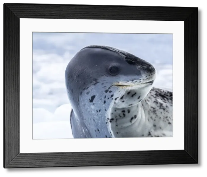 Framed Print : A large adult leopard seal (Hydrurga leptonyx), hauled out on sea ice near Brabant Island, Antarctica, Polar Regions Framed Print : A large adult leopard seal (Hydrurga leptonyx), hauled out on sea ice near Brabant Island, Antarctica, Polar Regions