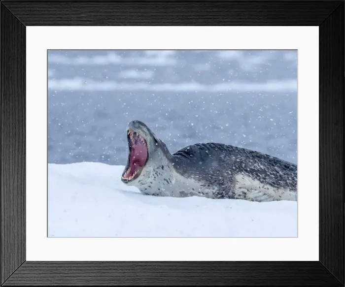 Framed Print : A large adult leopard seal (Hydrurga leptonyx), hauled out on sea ice near Brabant Island, Antarctica, Polar Regions Framed Print : A large adult leopard seal (Hydrurga leptonyx), hauled out on sea ice near Brabant Island, Antarctica, Polar Regions