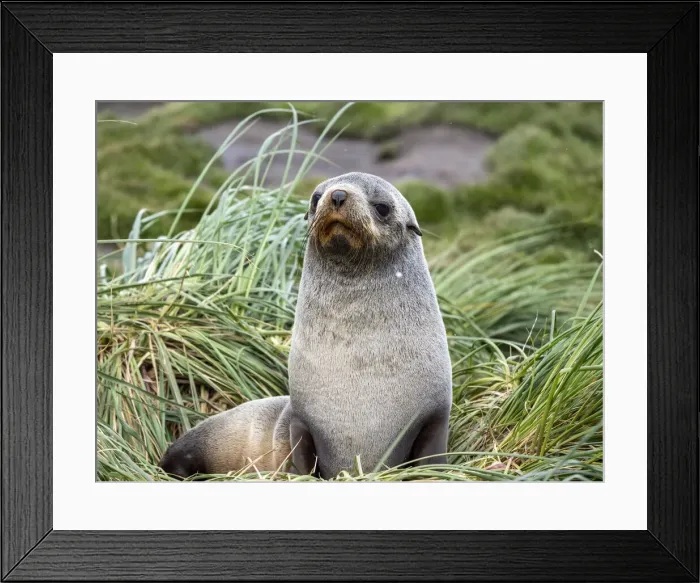 Framed Print : An adult female Antarctic fur seal (Arctocephalus gazella), in Moltke Harbor, South Georgia, South Atlantic, Polar Regions Framed Print : An adult female Antarctic fur seal (Arctocephalus gazella), in Moltke Harbor, South Georgia, South Atlantic, Polar Regions