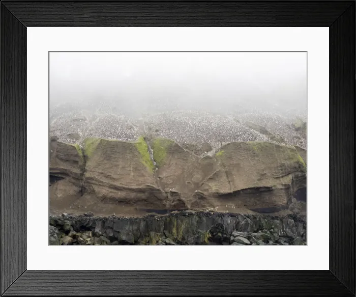 Framed Print : Over a million chinstrap penguins (Pygoscelis antarcticus), on Zavodovski Island, South Sandwich Islands, South Atlantic, Polar Regions Framed Print : Over a million chinstrap penguins (Pygoscelis antarcticus), on Zavodovski Island, South Sandwich Islands, South Atlantic, Polar Regions