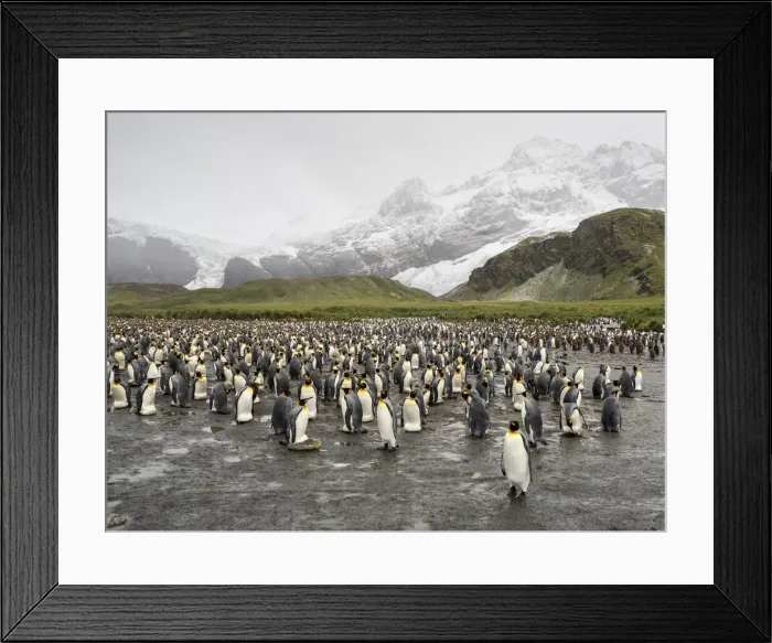 Framed Print : King penguin (Aptenodytes patagonicus), breeding colony in Gold Harbour, South Georgia, South Atlantic, Polar Regions Framed Print : King penguin (Aptenodytes patagonicus), breeding colony in Gold Harbour, South Georgia, South Atlantic, Polar Regions