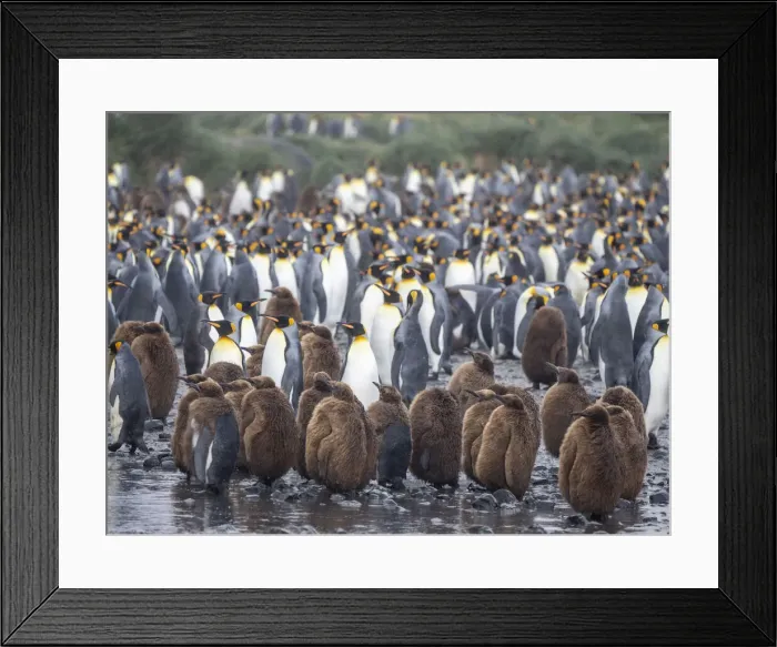 Framed Print : King penguin (Aptenodytes patagonicus), oakum boys at breeding colony at Salisbury Plain, South Georgia, South Atlantic, Polar Regions Framed Print : King penguin (Aptenodytes patagonicus), oakum boys at breeding colony at Salisbury Plain, South Georgia, South Atlantic, Polar Regions