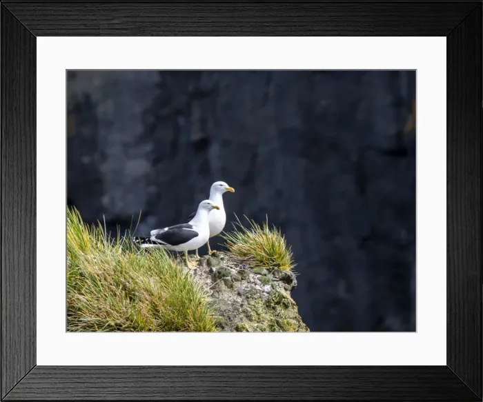 Framed Print : Adult kelp gulls (Larus dominicanus), on a nest on Annenkov Island, South Georgia, South Atlantic, Polar Regions Framed Print : Adult kelp gulls (Larus dominicanus), on a nest on Annenkov Island, South Georgia, South Atlantic, Polar Regions