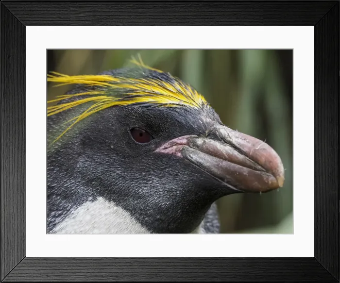 Framed Print : Adult macaroni penguin (Eudyptes chrysolophus), head detail in Cooper Bay, South Georgia, South Atlantic, Polar Regions Framed Print : Adult macaroni penguin (Eudyptes chrysolophus), head detail in Cooper Bay, South Georgia, South Atlantic, Polar Regions