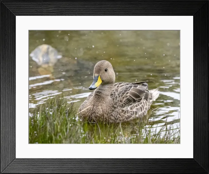 Framed Print : Adult South Georgia pintail (Anas georgica georgica), swimming in a freshwater pond, Moltke Harbor, South Georgia, South Atlantic, Polar Regions Framed Print : Adult South Georgia pintail (Anas georgica georgica), swimming in a freshwater pond, Moltke Harbor, South Georgia, South Atlantic, Polar Regions