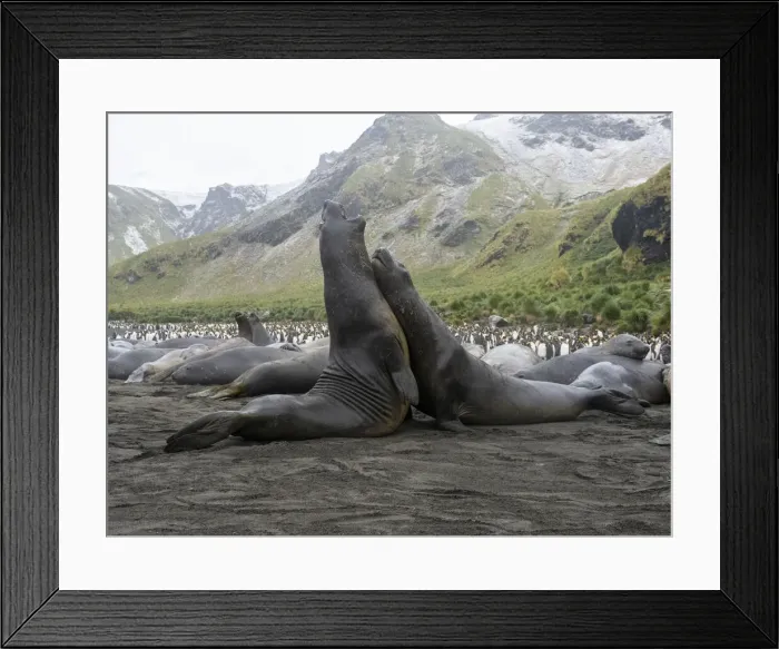 Framed Print : Young Southern elephant seal (Mirounga leonina) bulls mock fighting at Gold Harbour, South Georgia, South Atlantic, Polar Regions Framed Print : Young Southern elephant seal (Mirounga leonina) bulls mock fighting at Gold Harbour, South Georgia, South Atlantic, Polar Regions