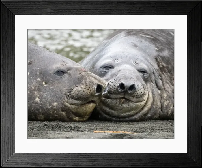 Framed Print : Young Southern elephant seal (Mirounga leonina), bulls lying near each other at Gold Harbour, South Georgia, South Atlantic, Polar Regions Framed Print : Young Southern elephant seal (Mirounga leonina), bulls lying near each other at Gold Harbour, South Georgia, South Atlantic, Polar Regions