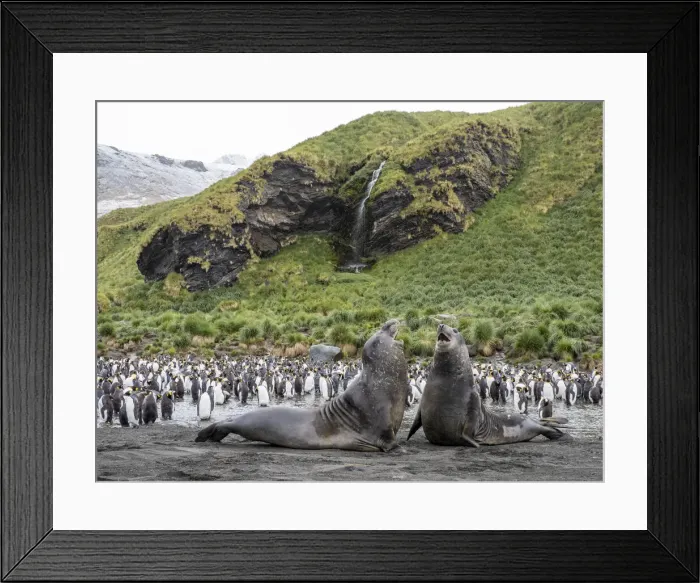 Framed Print : Young Southern elephant seal (Mirounga leonina), bulls mock fighting at Gold Harbour, South Georgia, South Atlantic, Polar Regions Framed Print : Young Southern elephant seal (Mirounga leonina), bulls mock fighting at Gold Harbour, South Georgia, South Atlantic, Polar Regions