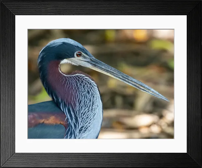Framed Print : Agami heron (Agamia agami), Rio Pixaim, Mato Grosso, Pantanal, Brazil, South America Framed Print : Agami heron (Agamia agami), Rio Pixaim, Mato Grosso, Pantanal, Brazil, South America