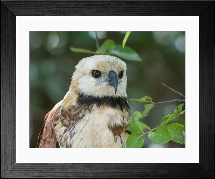 Framed Print : A young black-collared hawk (Busarellus nigricollis), Rio Negrio, Mato Grosso, Pantanal, Brazil, South America Framed Print : A young black-collared hawk (Busarellus nigricollis), Rio Negrio, Mato Grosso, Pantanal, Brazil, South America